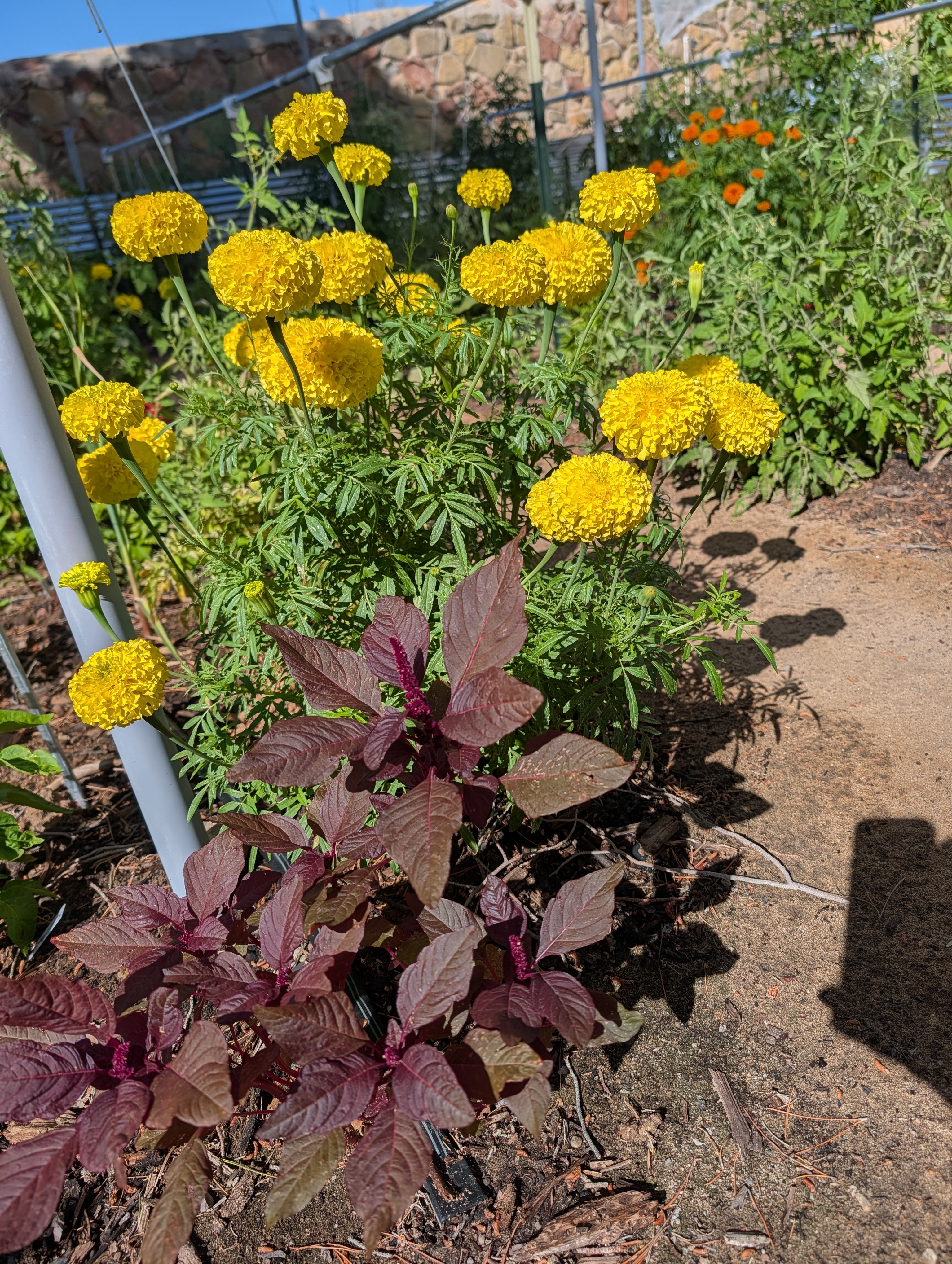 Regenerative dryland farming plot